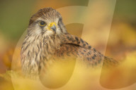 Common kestrel (Falco tinnunculus), among the autumn foliage.