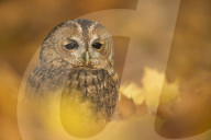 Tawny owl (Strix aluco), among the autumn foliage.