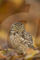 Burrowing owl (Athene cunicularia), among the autumn foliage.