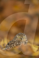 Burrowing owl (Athene cunicularia), among the autumn foliage.