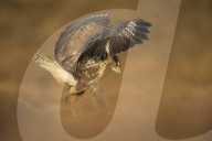Common buzzard (Buteo buteo), flapping wings on the ground.