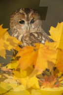 Tawny owl (Strix aluco), among the autumn foliage.
