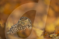 Burrowing owl (Athene cunicularia), among the autumn foliage.