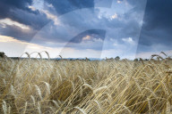 Barley Field (Hordeum vulgare L.) and clouds, near Vienna, Austria, Europe.