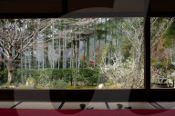 View on Japanese garden and bamboo forest, Hosen-in temple, Kyoto