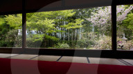 Spring time in Hosen-in temple, Ohara valley, Kyoto