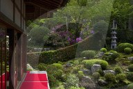 Rhododendron blooming in zen garden, Sanzen-in temple, Kyoto