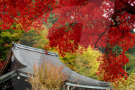 Jakko-in temple main hall in autumn, Ohara valley, Kyoto