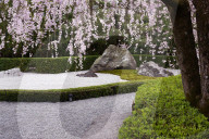 Weeping cherry blossoms, Taizo-in temple, Kyoto