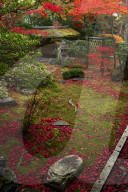 Japanese garden in autumn, Daiho-in temple, Kyoto