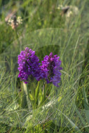Marsh Orchid, Loop Head, County Clare, Ireland
