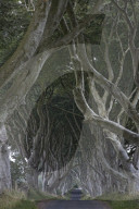 The Dark Hedges, Ballymoney, County Antrim, Ulster, Northern Ireland, United Kingdom, Europe