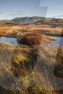 Autumn color with mountains in Thingvellir National Park, Iceland