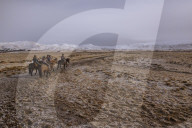 Icelandic Horseback Riders, Hveragerdi, Iceland