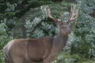 Bull Elk with Velvet Covered Antlers in Jasper National Park, Alberta, Canada. travel,Canada,elk,wildlife, nature,National Park