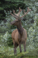 Bull Elk with Velvet Covered Antlers in Jasper National Park, Alberta, Canada. travel,Canada,elk,wildlife, nature,National Park