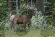 Bull Elk with Velvet Covered Antlers in Jasper National Park, Alberta, Canada. travel,Canada,elk,wildlife, nature,National Park
