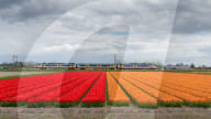 The Flower Bulb Region of the Netherlands is famous for its colourful tulips