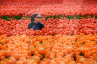 Young woman at tulip fields in Lisse, Netherlands