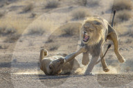 FEATURE - Streit unter Liebhabern zwischen Löwin und Löwe