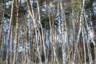 NEWS - Holzmangel führt zu Lieferengpässen und hohen Preisen