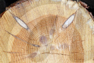 NEWS - Holzmangel führt zu Lieferengpässen und hohen Preisen