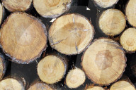 NEWS - Holzmangel führt zu Lieferengpässen und hohen Preisen