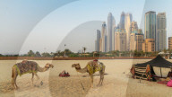 Camels overlooking Jumeirah Beach Residence (also known as JBR) in Dubai, United Arab Emirates