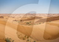 Two camels in the desert of the United Arab Emirates