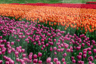 The Flower Bulb Region of the Netherlands is famous for its colourful tulips