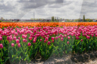 The Flower Bulb Region of the Netherlands is famous for its colourful tulips