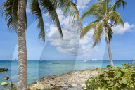 Turkoise water in George Town, Cayman Islands, framed by coconut trees.