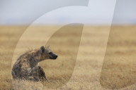 Spotted hyena (Crocuta crocuta), Ngorongoro Conservation Area