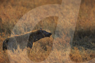 Spotted hyena (Crocuta crocuta), Serengeti National Park