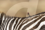 Red-billed oxpecker (Buphagus erythrorhynchus), Ngorongoro Conservation Area