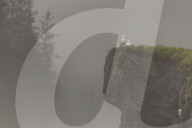 Glacous-winged gulls (Larus glaucescens) perched on a cliff in the mist, Valdez, Alaska.