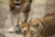 Pair of lions (Panthera leo), Serengeti National Park, Tanzania.