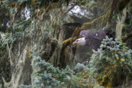 Bald eagle (Haliaeetus leucocephalus), Prince William Sound, Alaska.
