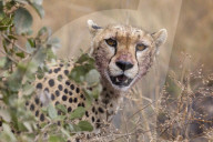 Cheetah (Acinonyx jubatus), Serengeti National Park, Tanzania.