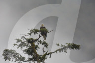 Bald eagle in the mist, Chugach National Forest, Alaska.