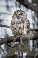 Barred Owl on Perch