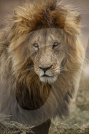 African Lion (Panthera Leo), Serengeti National Park, Tanzania.
