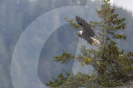 Bald eagle (Haliaeetus leucocephalus), Chugach National Forest, Alaska.