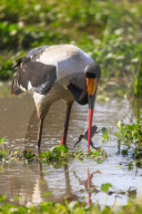 Saddle-billed stork (Ephippiorhynchus senegalensis), Ngorongoro Crater, Tanzania.