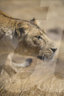 Lioness (Panthera leo), Ngorongoro Crater, Tanzania.