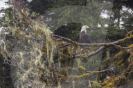 Bald eagle (Haliaeetus leucocephalus), Chugach National Forest, Alaska.