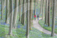 Two people walking on a pathway in a beechwood with bluebell flowers on the ground. Halle, Flemish Brabant province, Flemish region, Belgium.