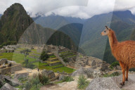 Llama standing at Machu Picchu overlook in Peru. In 2007 Machu Picchu was voted one of the New Seven Wonders of the World.