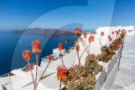 Red hot poker flowering plants (also called Kniphofia, tritoma, torch lily, knofflers) line the street in Oia, Santorini, Greece
