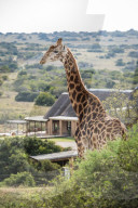 A Giraffe strolls by a game lodge in the Amakhala Game Reserve on the Eastern Cape, South Africa.